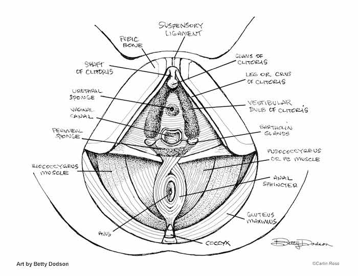 The Pelvic Floor Muscle