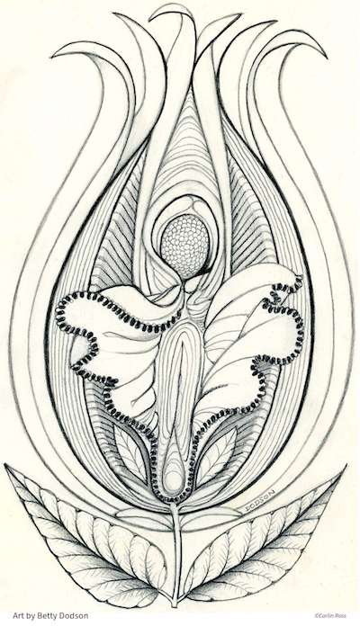 The Vulva